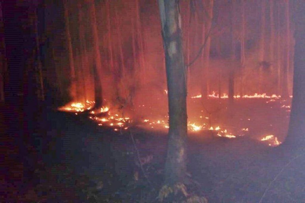 El fuego arrasó con seis hectáreas de forestación
