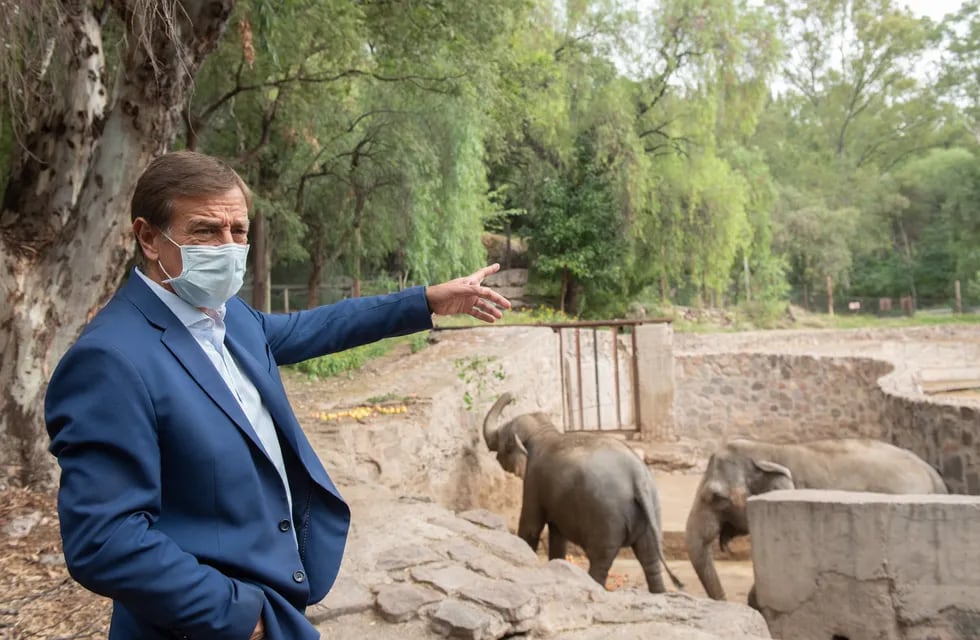 El gobernador realizó una visita al Ecoparque y observó parte del entrenamiento de las dos elefantas que serán llevadas a Brasil. Gentileza Gobierno de Mendoza