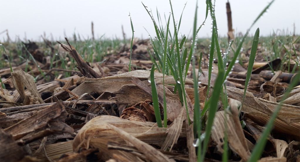 El trigo mejoró sus proyecciones y esperan mejorar las condiciones en parte del país. 