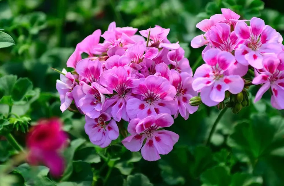 El geranio es una flor que cuenta con infinidad de colores. Foto: Verdecora / Grupo Edisur