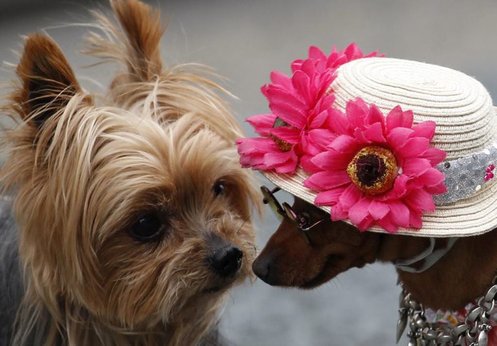 Yorkshire terrier Ryota, left, greets miniature pinscher Pin-chan during their encounter in Tokyo, Wednesday, May 4, 2011. (AP Photo/Shizuo Kambayashi) japon tokio  dos perros con sombrero