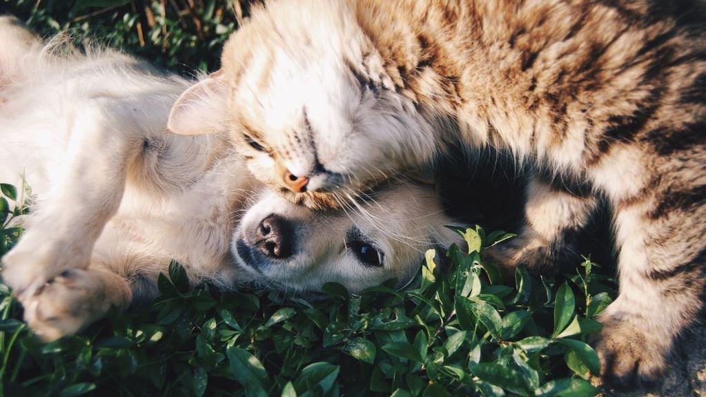 Los gatos y perros también pueden ser amigos, pero es clave una buena presentación