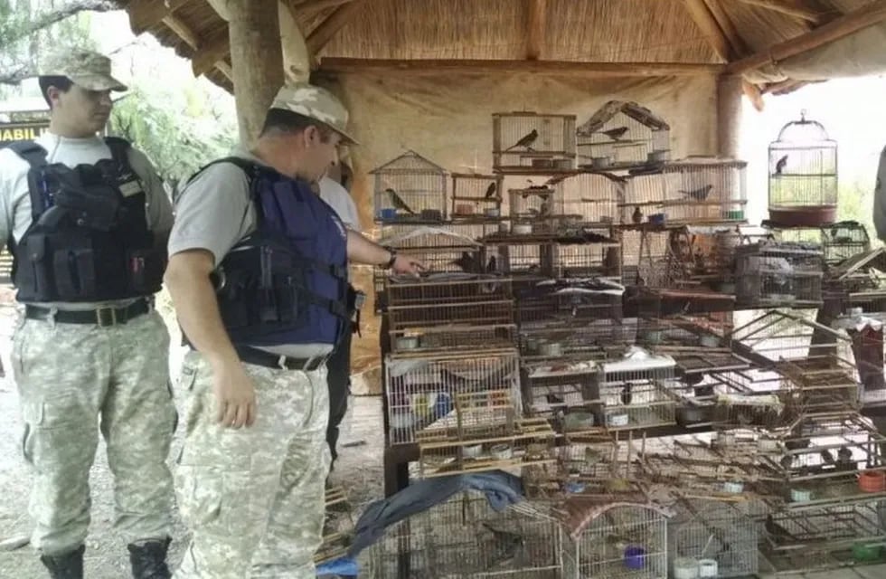 La Policvía Rural trabaja en el secuestro de animales, en este caso pájaros autóctonos, que fueron capturados para comerciarlos ilegalmente. Gentileza Gobierno de Mendoza