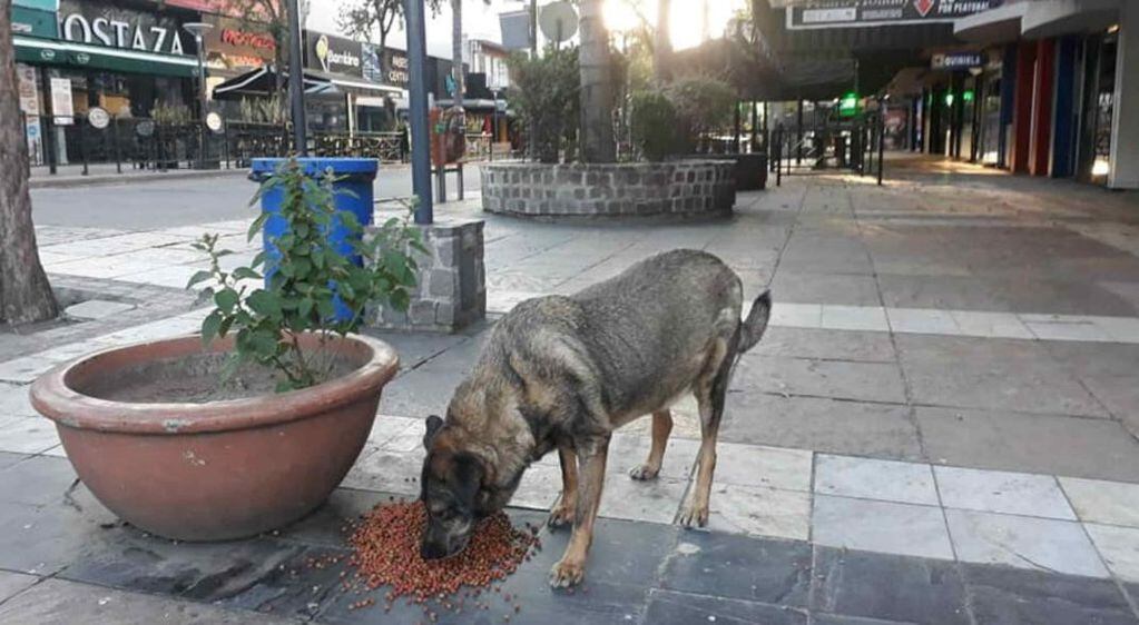 Uno de los perritos "comunitarios" de Carlos Paz alimentado con balanceado. Otra de las actividades que el Municipio lleva adelante. (Facebook / Muni Mascotas Villa Carlos Paz).