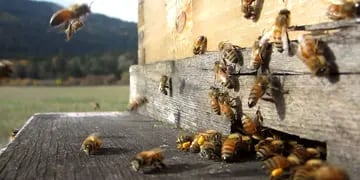 Defensa. Estas abejas detectan el ácaro sobre su cuerpo y lo desprenden.  Gentileza