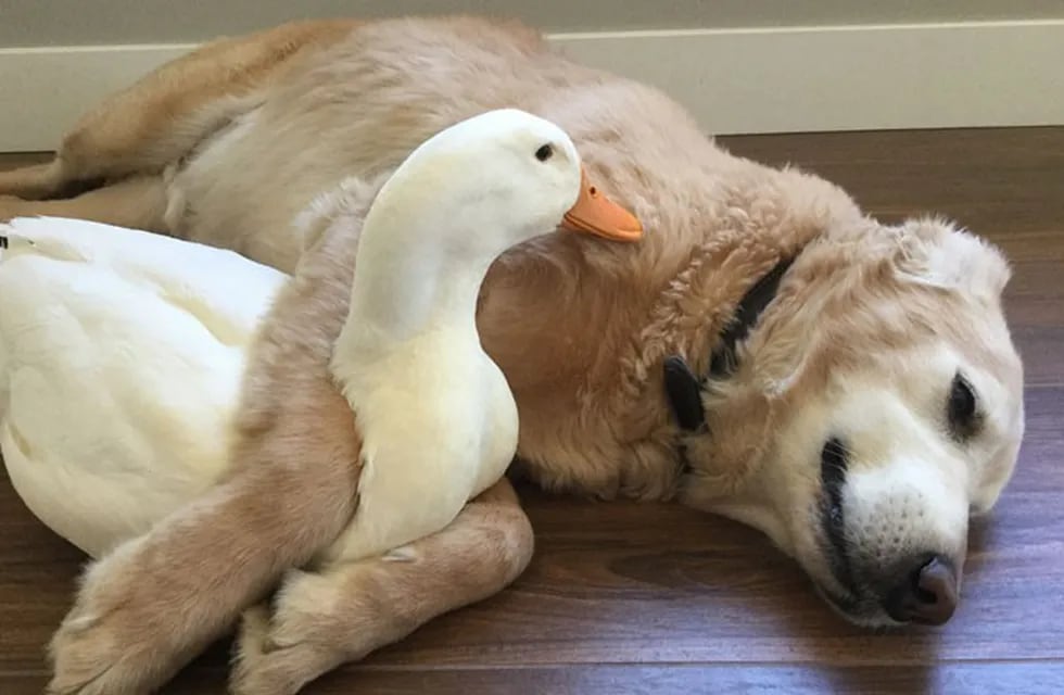 El video de la tierna relación entre un perro y un pato