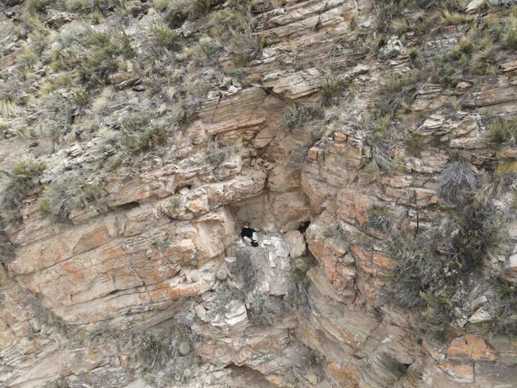 Cóndor andino bebé en Tupungato