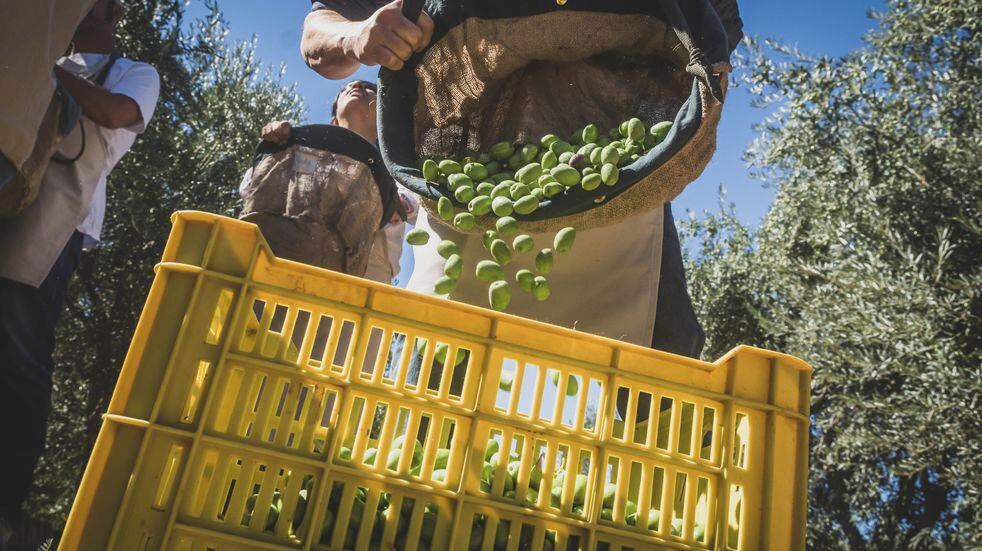 Familia Zuccardi     
Cosecha de olivas para producción de aceite de oliva
Foto: Ignacio Blanco / Los Andes