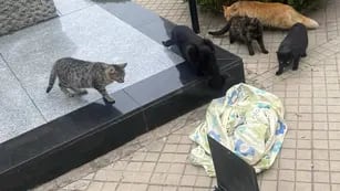 Gatos rescatados en Rosario