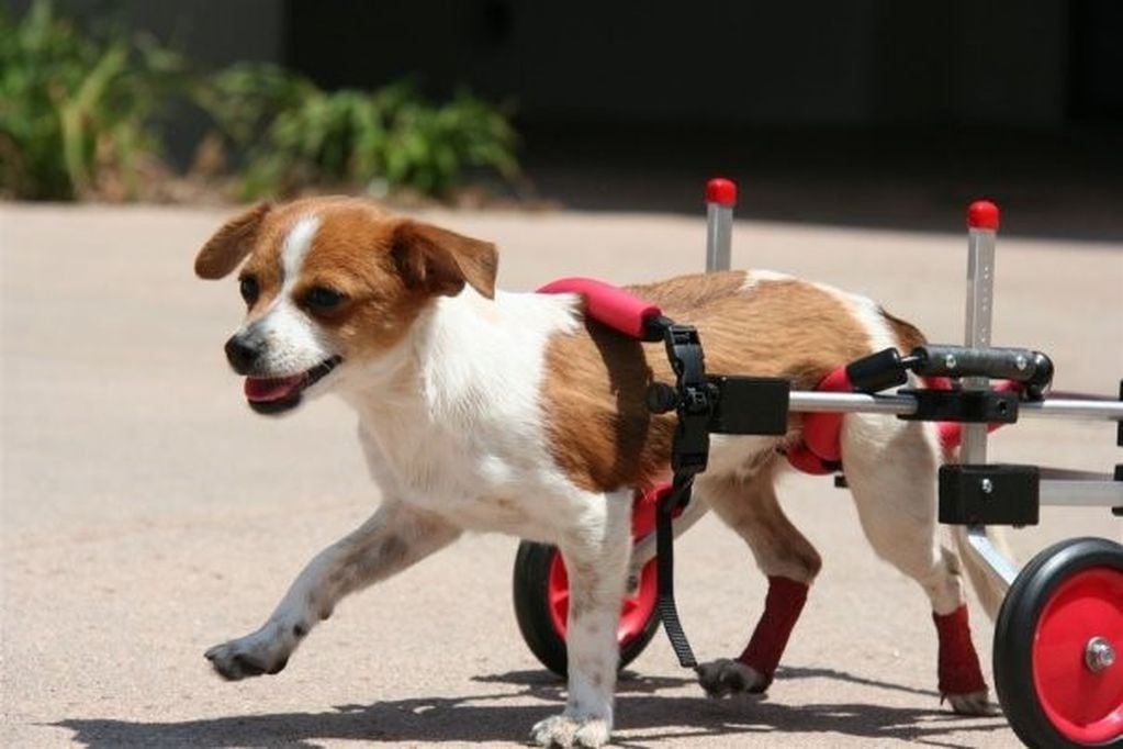 La historia del veterinario de 92 años que se retiró y fabrica sillas de ruedas para animales