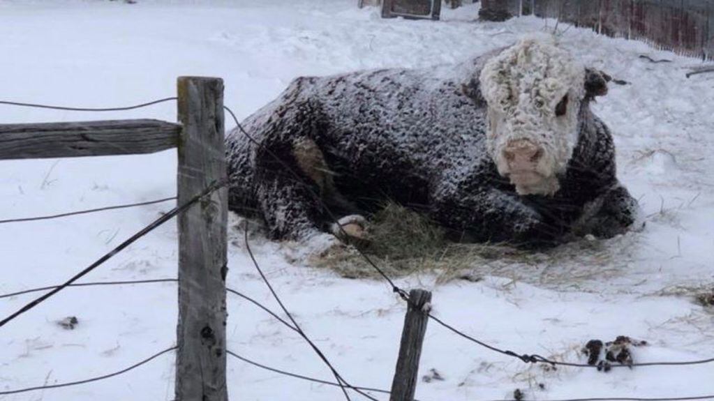 Temporal de nieve en Neuquén: relevan la mortandad de animales y asisten a productores