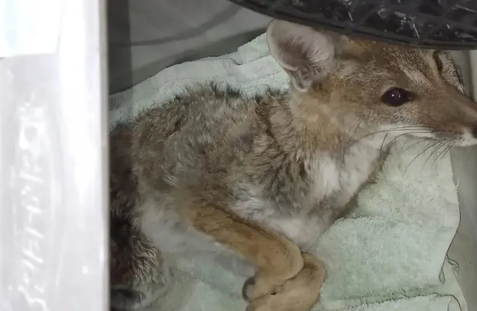 Rescataron a un pequeño zorro atropellado en las calles mendocinas y está internado