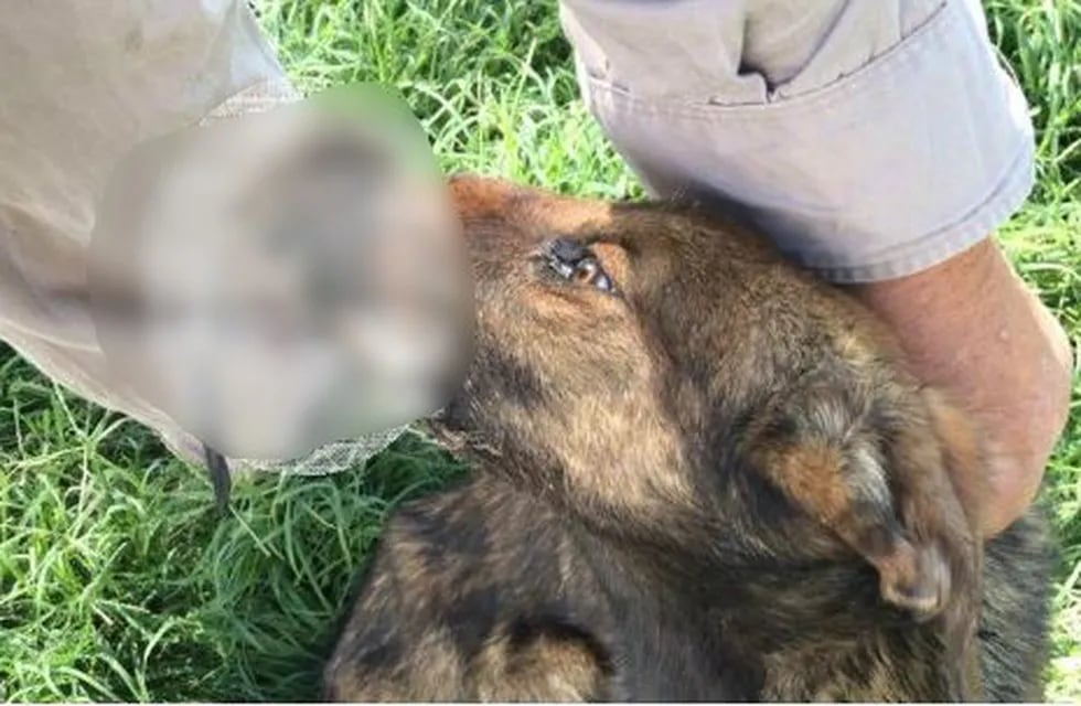 Indignante caso de maltrato animal contra una perrita en cercanías de Adelia María. (Radio Río Cuarto)