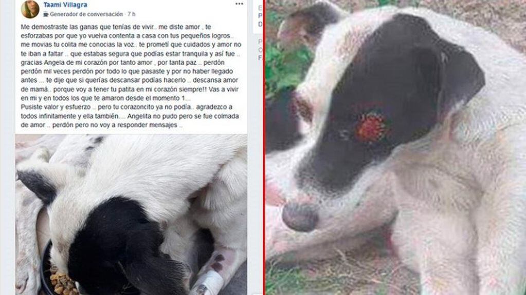 Crueldad animal: murió la perra rescatada a la que le extirparon los ojos