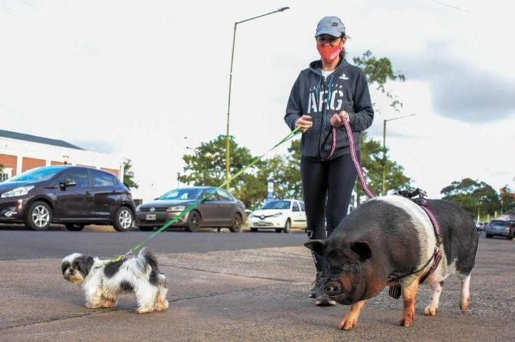 La chica del cerdo como mascota llamó la atención de todos la semana pasada en la Costanera de Posadas. Este miércoles no se la vio pero dicen que regresará. (Misiones Online)