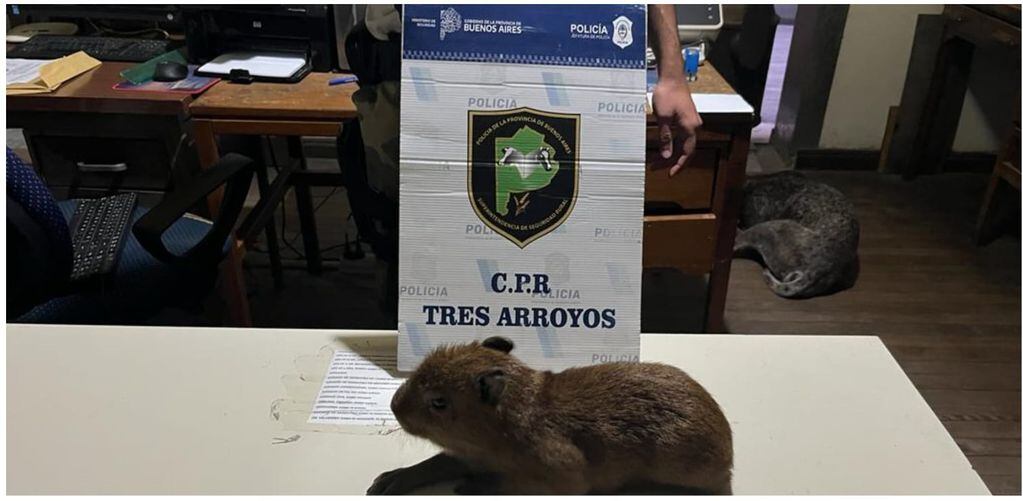 Tres Arroyos: Aprehendidos por caza furtiva en zona rural