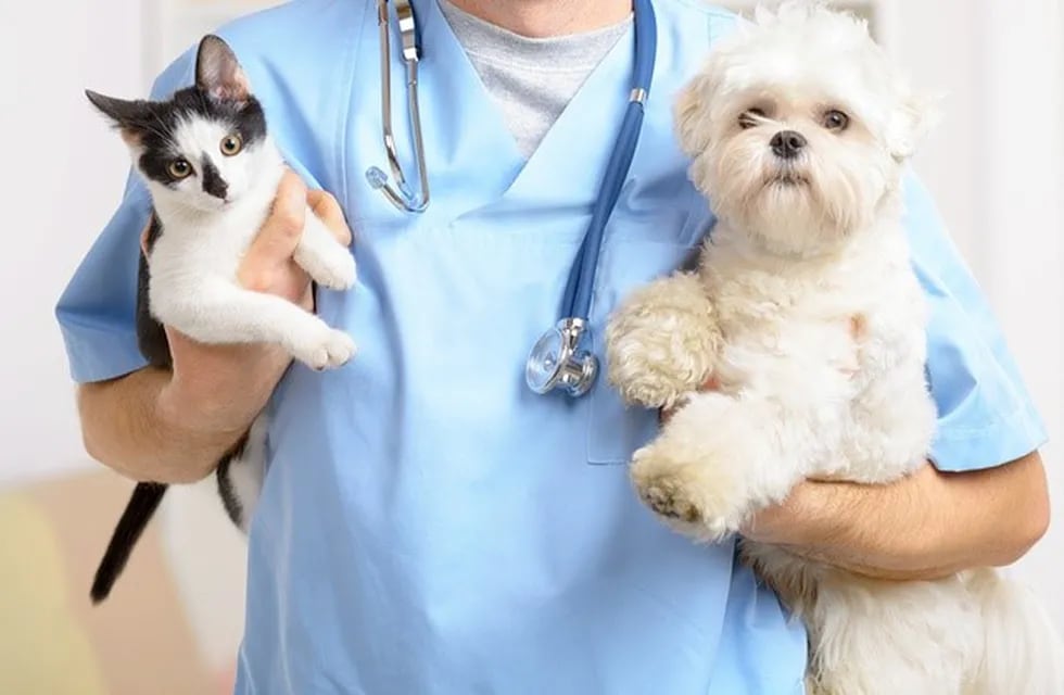 Vacunación de perros y gatos (Foto: Web)