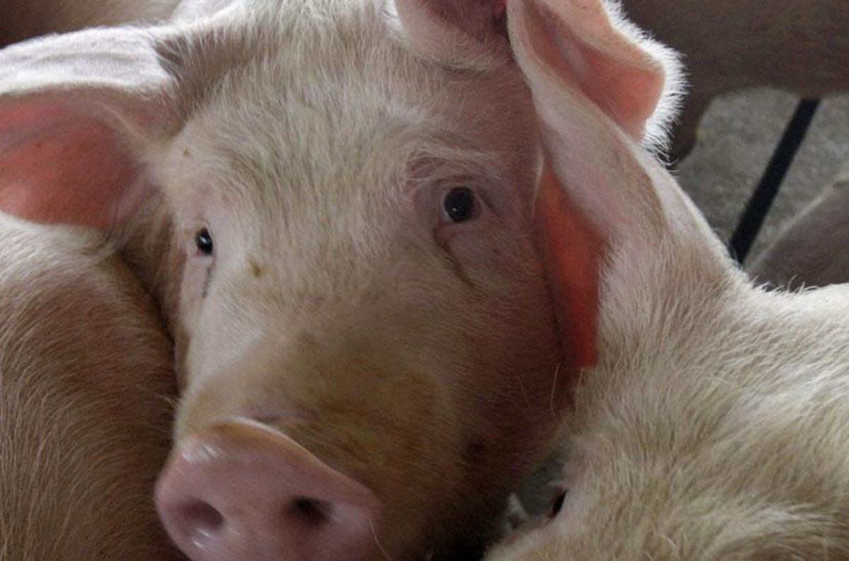 Una familia adoptó un cerdo y es la atracción en Sáenz Peña, Resistencia.