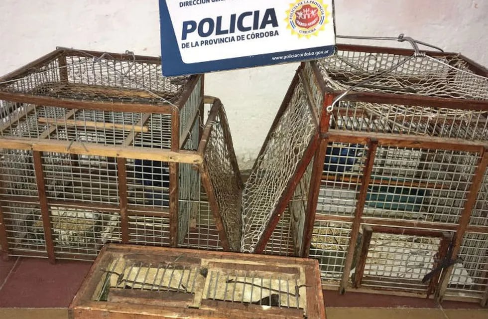 Cuatro aves reina mora fueron secuestradas por la Policía en Nono.