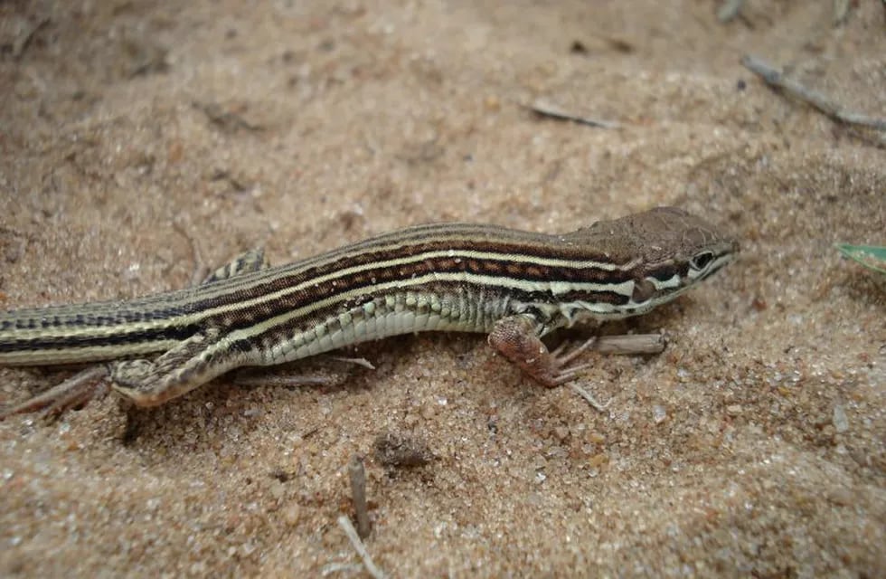 Hallan nuevas especies de lagartos en Corrientes