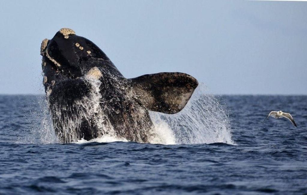 Las ballenas siempre brindan un atractivo espectáculo.