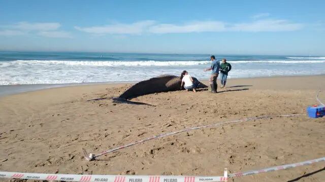 Apareció una ballena en las playas de Mar del Plata