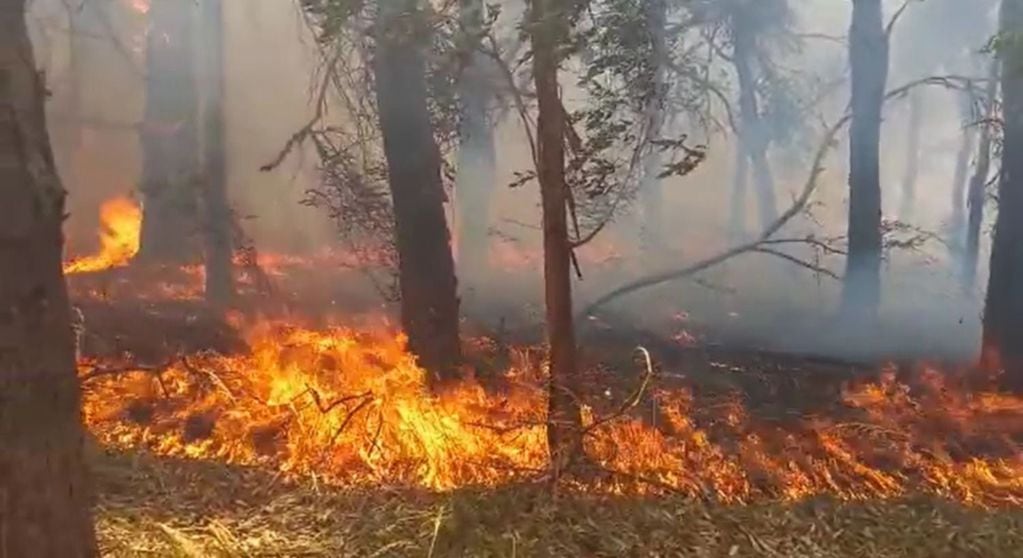 Parque Pereyra Iraola: 150 bomberos trabajan en apagar un incendio que ya abarca más de 40 hectáreas