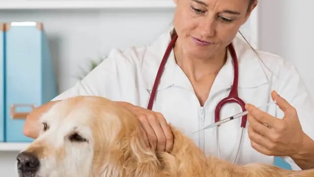 Vacunación gratuita perros y Gatos (Tolhuin)