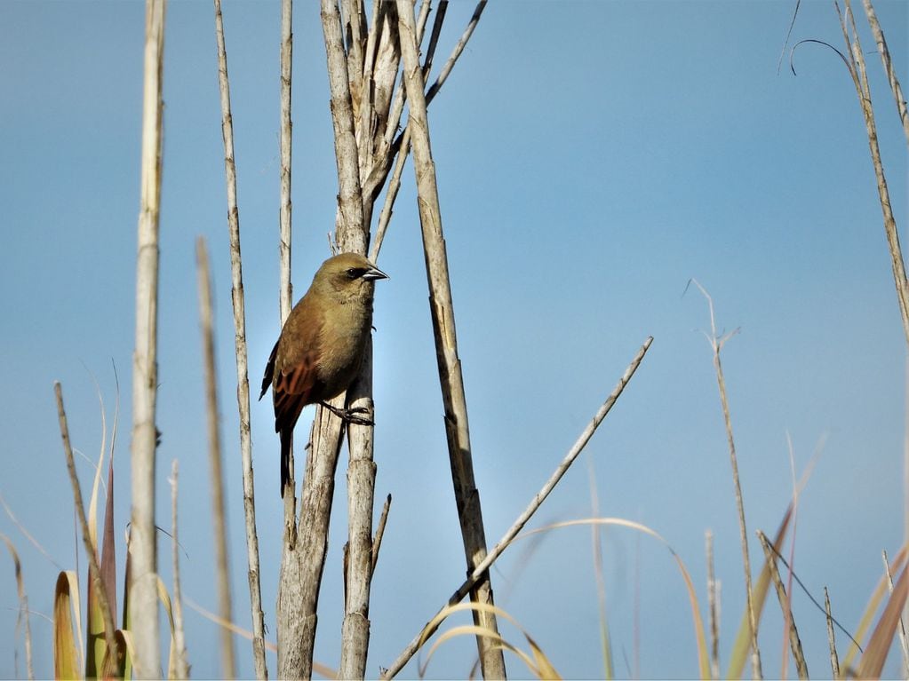 Alrededor de 180 especies de aves se registraron en la Reserva Natural San Martín.