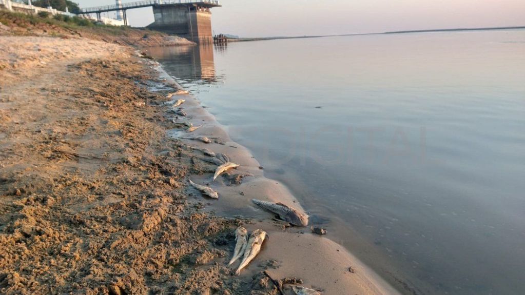 El río presentó una baja histórica, que podría haber afectado a las especies.