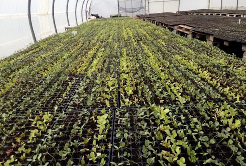 Producción agrícola en San Luis impulsada con este plan de activación productiva frutihortícola