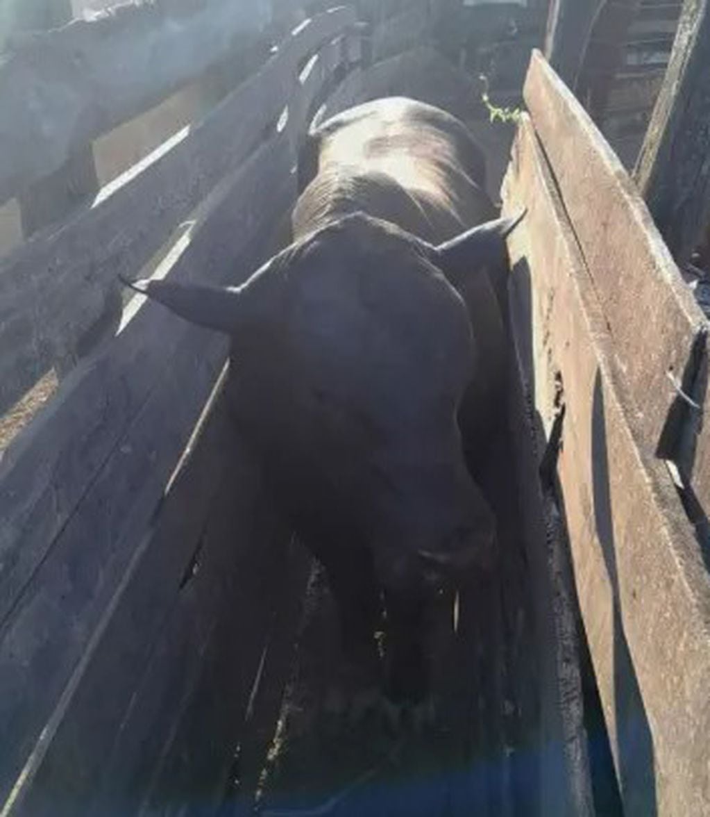 Un vecino de Formosa murió tras ser atacado por un toro de 800 kilos.