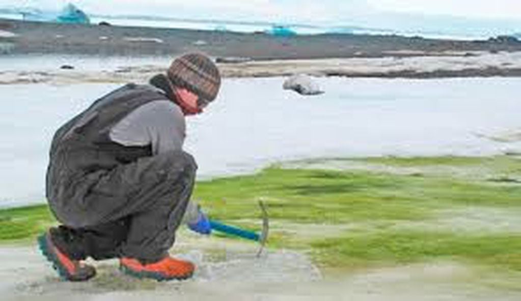 A medida que la Antártida se calienta, la masa general de algas nevadas aumentará.