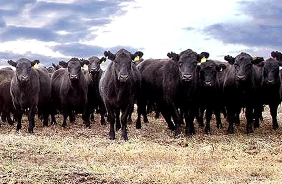 Rodeo Angus