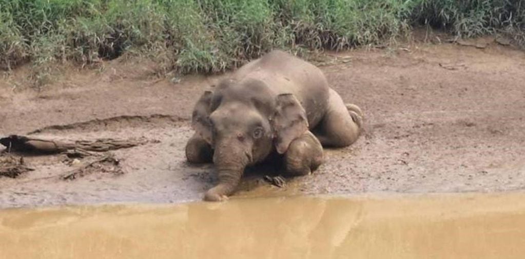 Mataron a un elefante en peligro de extinción de 70 tiros