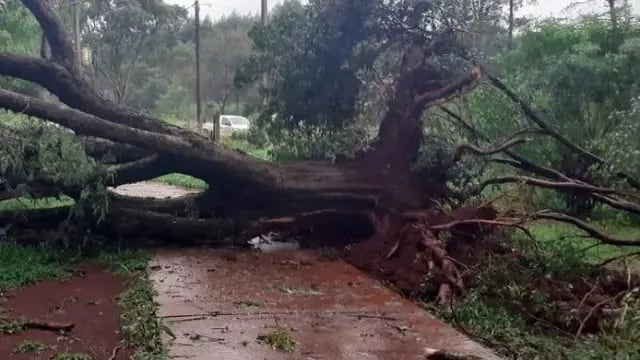 Caída de arboles y corte de energía en Eldorado tras un fuerte temporal