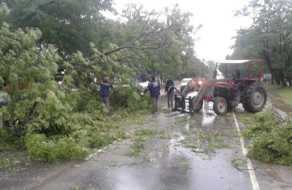 Anisacate: se cayó un árbol en la ruta 5