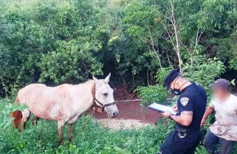 Oberá: la Policía recuperó un caballo robado en Campo Viera