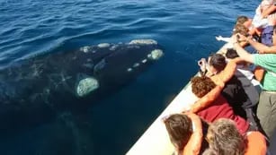 Península de Valdés: elegida como el mejor avistaje de ballenas del continente