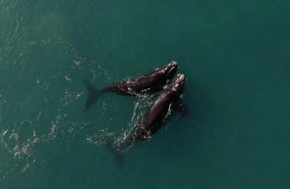 Aparecieron las primeras ballenas en Las Grutas.