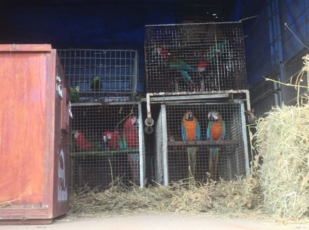 Las aves fueron decomisadas de un vivero en Roldán. (PFA)
