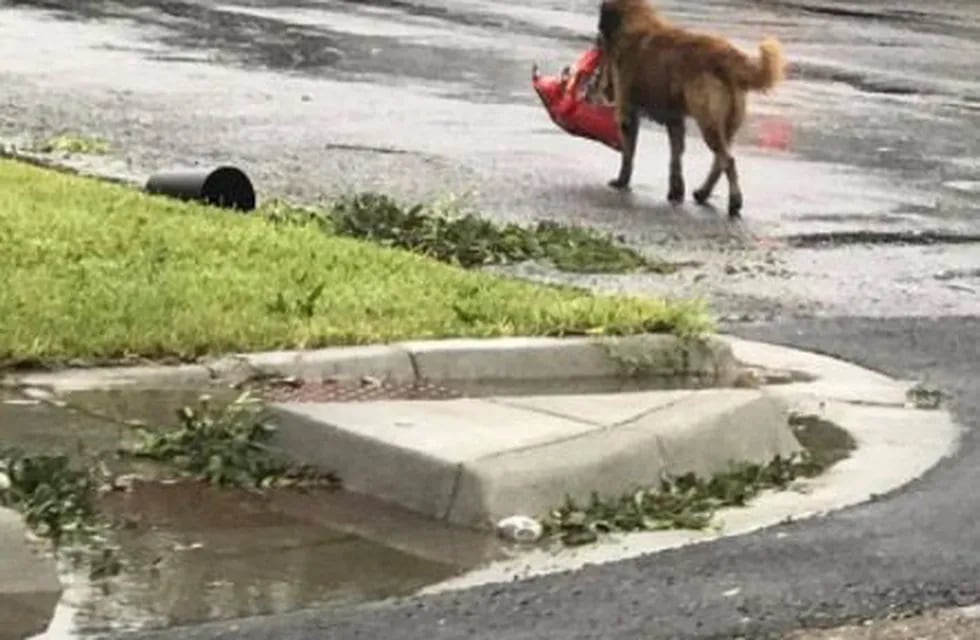 Otis, el perro que regresó por su bolsa de comida en pleno huracán Harvey.