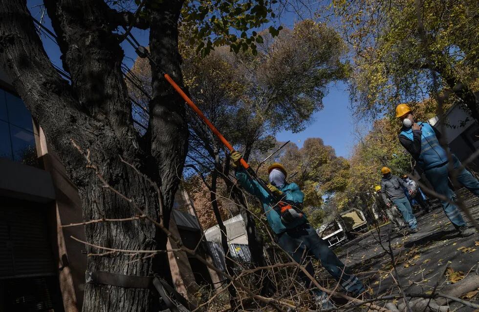 La Ciudad de Mendoza continuará esta semana con los trabajos de poda del arbolado público en calles y paseos. Gentileza MCM