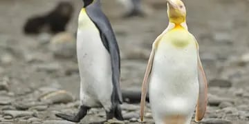 El fotógrafo Yves Adams logró captar a un particular pingüino amarillo durante una expedición a las Islas Georgias del Sur.