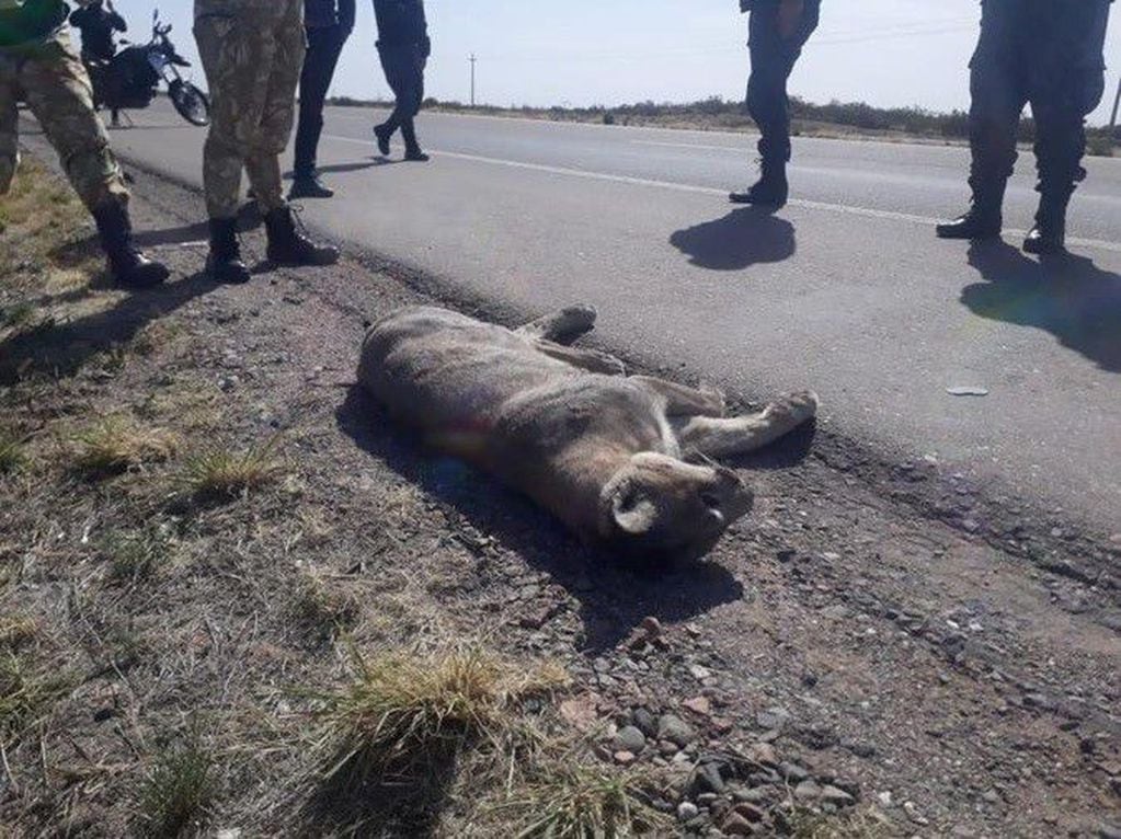 En octubre del año pasado un puma fue atropellado sobre el kilómetro 3233 de la ruta 40, a la altura de la Cruz Negra, Tunuyán.