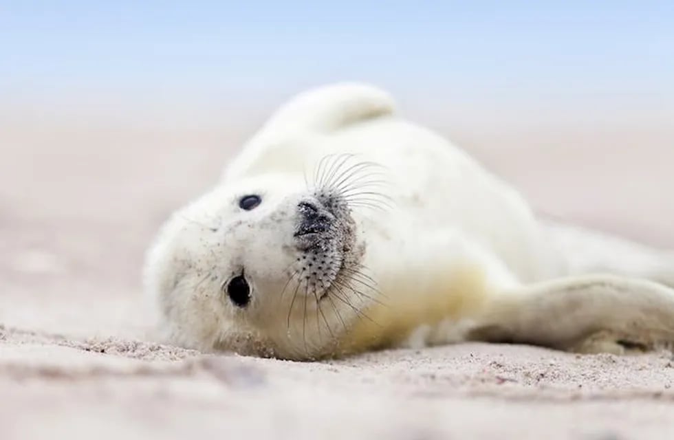 Una foca se volvió viral por posar como modelo.