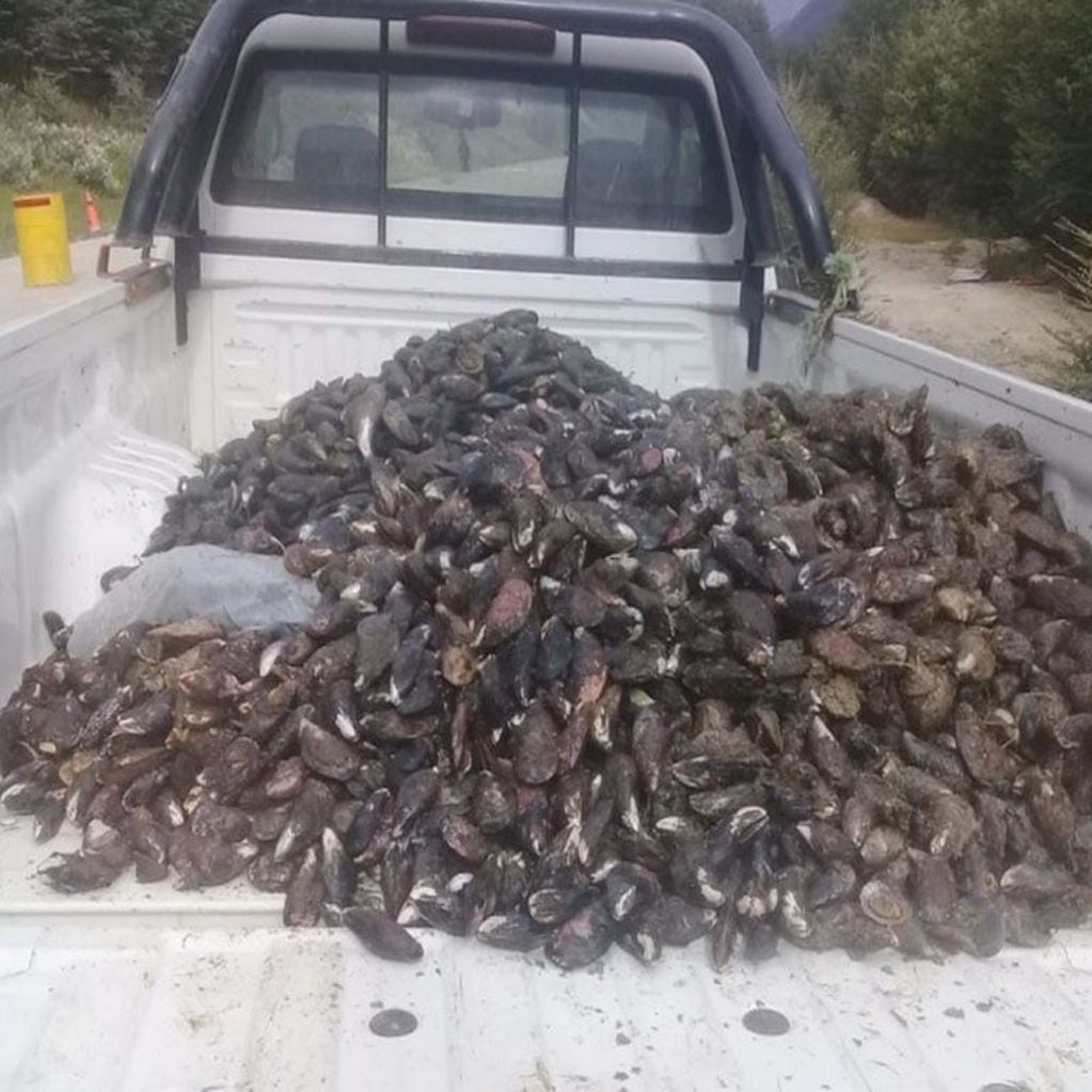Decomiso de carga ilegal de mejillones en Ushuaia