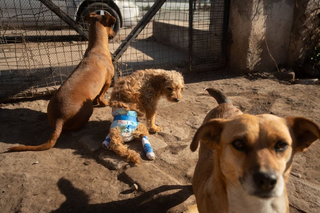 Mendoza 04 Agosto  de 2021
Refugio de Rousi
Rousi tiene 70 perros abandonados en su refugio que alquila y necesita ayuda para poder seguir manteniéndolos.
  
Foto: Ignacio Blanco / Los Andes