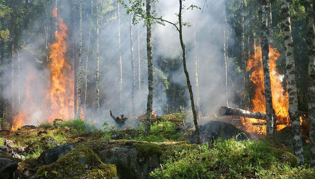 Los incendios destruyen los bosques nativos y dañan los cursos de agua. (Aguas Cordobesas)