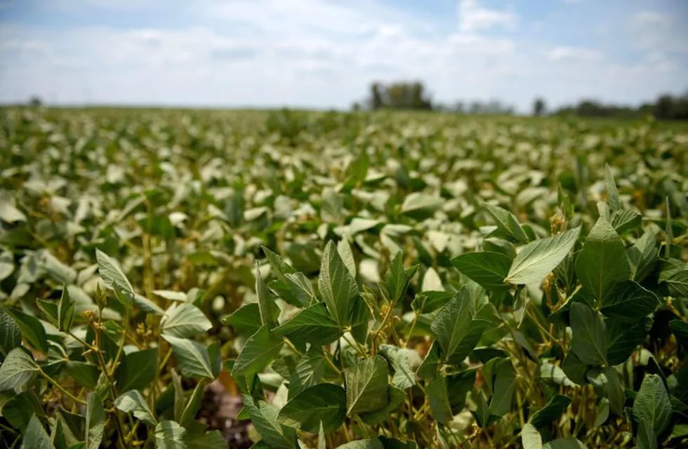 View of a soybean field near Gualeguaychu, Entre Rios province, Argentina, on February 7, 2018.\r\nSoybean fields in Argentina are often fumigated with glyphosate, a herbicide which is probably carcinogenic according to the World Health Organization (WHO), but which is needed to maintain crops of transgenic seeds. The first trial for the possible effects of Round Up -Monsanto's polemic herbicide containing gliphosate- starts on July 9 in the US. / AFP PHOTO / PABLO AHARONIAN entre rios  campo de soja campos fumigados fumigan con glifosato herbicida cancerigeno